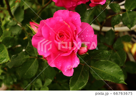 バラ　赤　ピンク　薔薇 66763675