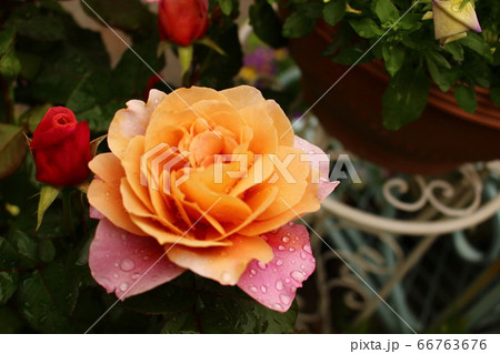 薔薇　白　ばら 66763676