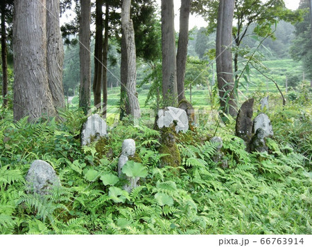 新潟県　十日町市　松之山　森の中の野仏 66763914