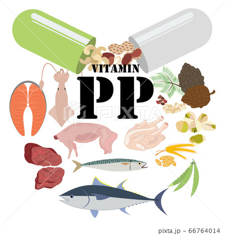Vitamin PP healthy nutrient rich food vector illustration Vitamin PP healthy nutrient rich food vector illustration 66764014