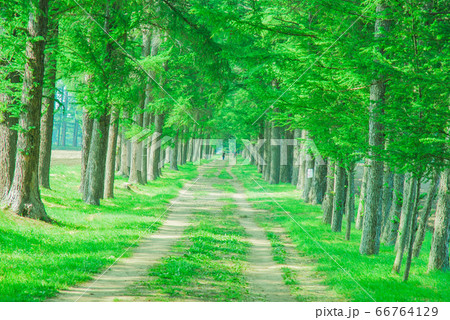 夏の並木道 66764129