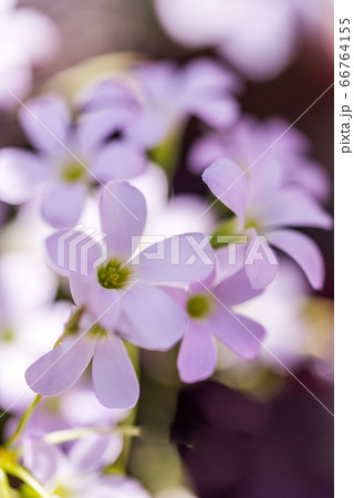 ピンク色の可憐な草花 66764155