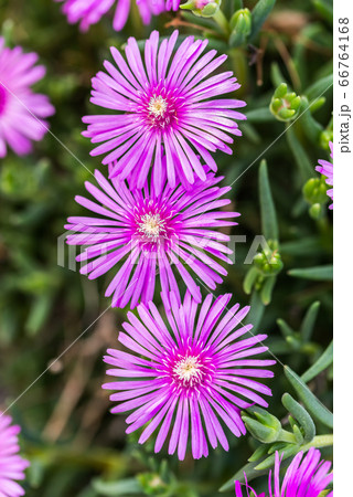 色鮮やかなマツバギク 66764168