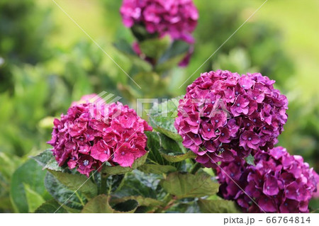 かざはやの里 あじさいまつり かざはやの里 あじさいまつり 66764814
