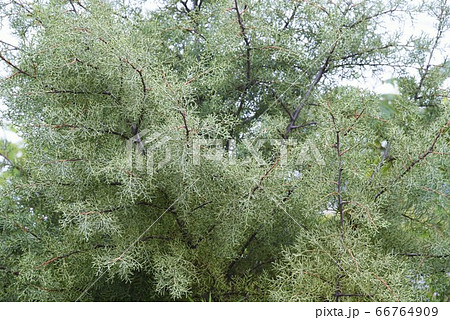 アリゾナイトスギ・ブルーアイス 66764909