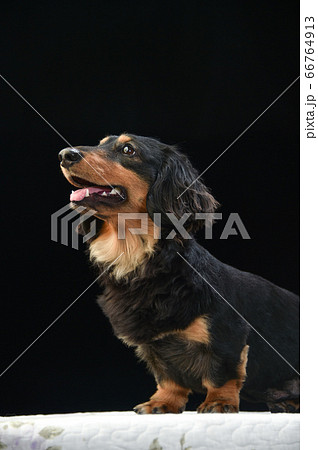 黒背景でのミニチュアダックスフンドのポートレート 66764913
