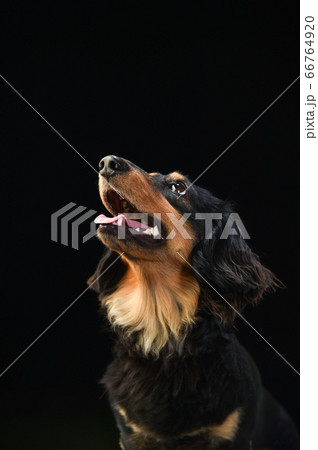 黒背景でのミニチュアダックスフンドのポートレートの写真素材