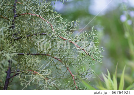 アリゾナイトスギ・ブルーアイス 66764922