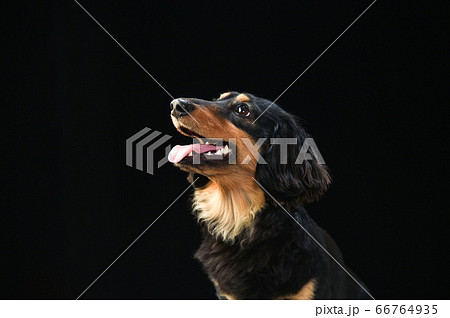 黒背景でのミニチュアダックスフンドのポートレート 66764935