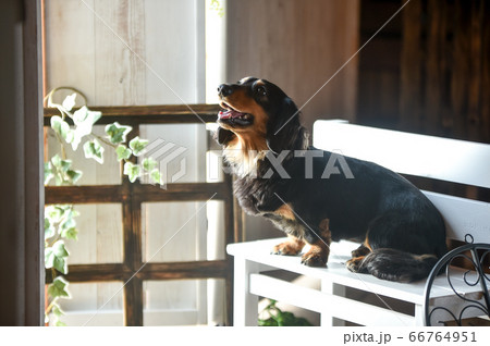 ミニチュアダックスフンドのポートレート 66764951