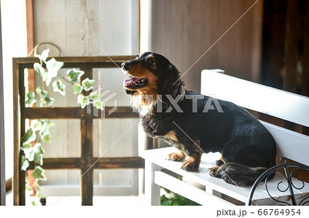 ミニチュアダックスフンドのポートレート 66764954