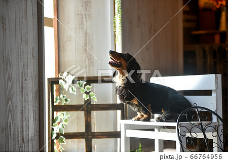 ミニチュアダックスフンドのポートレート 66764956