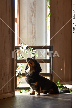 ミニチュアダックスフンドのポートレート 66764963