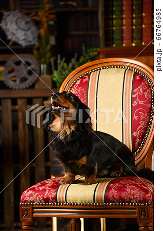 レトロ背景でおすましポーズをするミニチュアダックスフンド 66764985