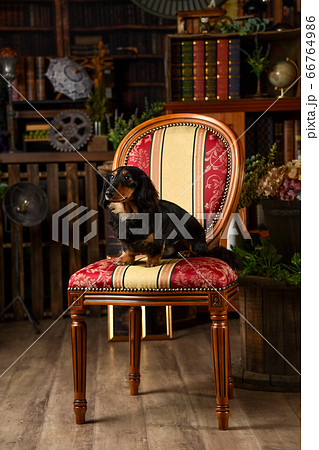 レトロ背景でおすましポーズをするミニチュアダックスフンド 66764986