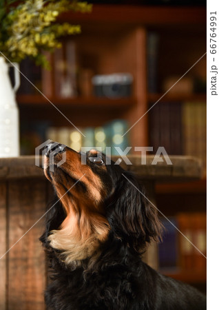 レトロ背景でおすましポーズをするミニチュアダックスフンド 66764991