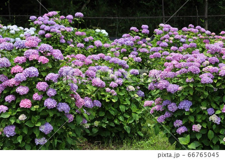 かざはやの里　あじさいまつり 66765045