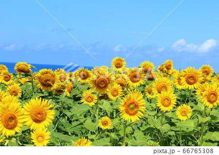 ひまわり畑 ひまわり畑 66765308
