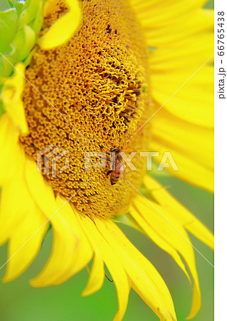 蜜蜂 蜜蜂 66765438