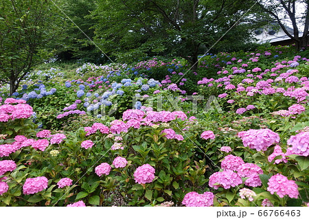 アジサイ　あじさい　紫陽花 66766463
