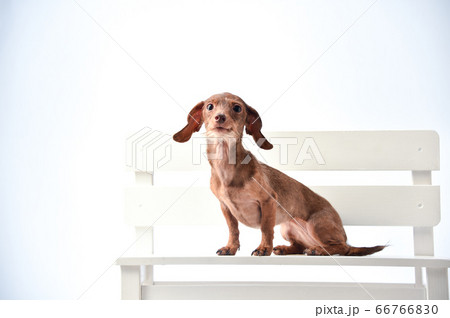 白背景でのダックスフンドのポートレート 66766830
