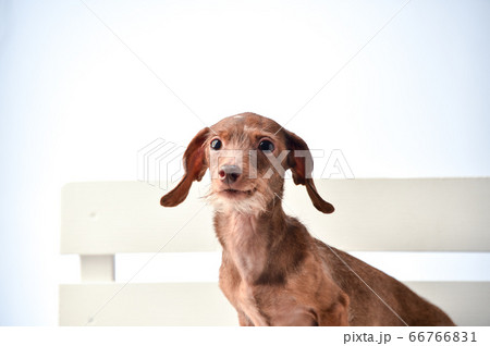 白背景でのダックスフンドのポートレート 66766831