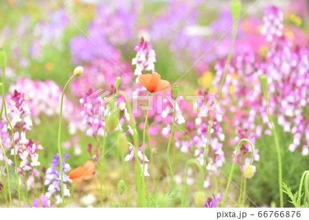 花畑の写真素材