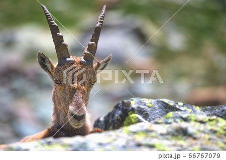 Female ibex head among the stones 66767079