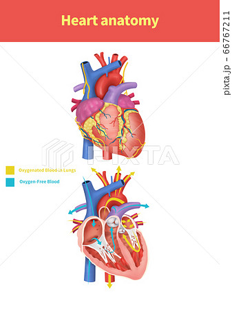 医学 心臓 解剖学のイラスト素材