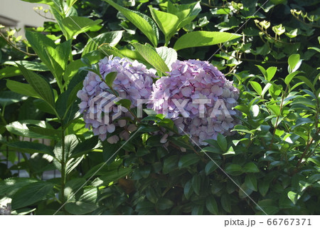 あじさい 66767371