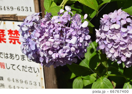 あじさい あじさい 66767400