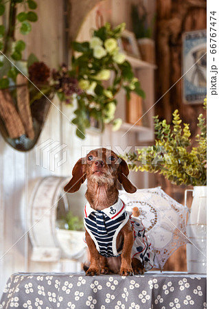 ミニチュアダックスフンドのオシャレなポートレート 66767474