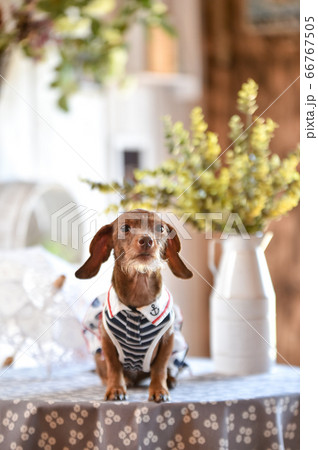 ミニチュアダックスフンドのオシャレなポートレート 66767505