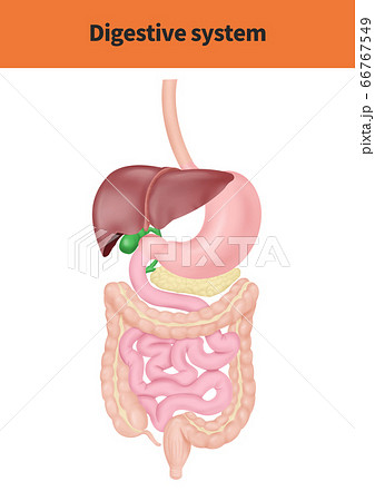 解剖学 膵臓 大腸のイラスト素材