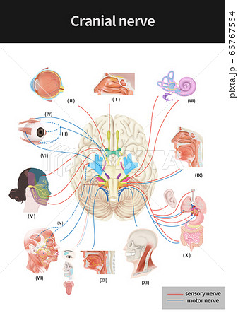解剖学 脳神経 構造のイラスト素材