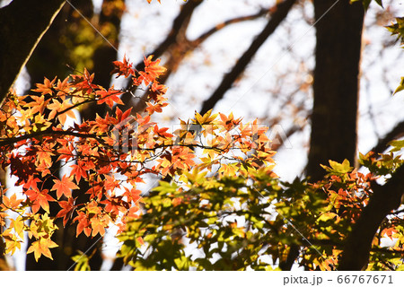 紅葉 紅葉 66767671