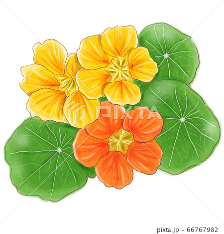 nastatium_watercolor 66767982