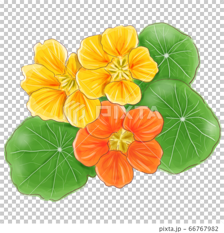 nastatium_watercolor 66767982