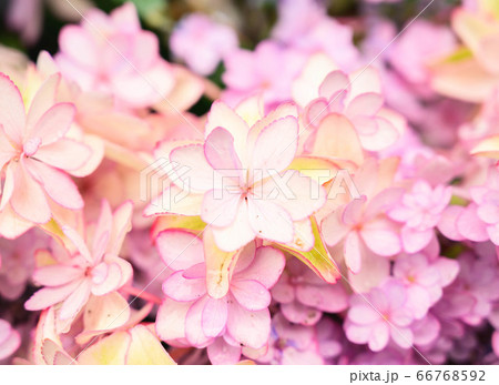 明るい紫陽花の花　ひな祭り 66768592