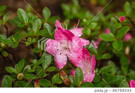 雨上がりのツツジの花 66768593