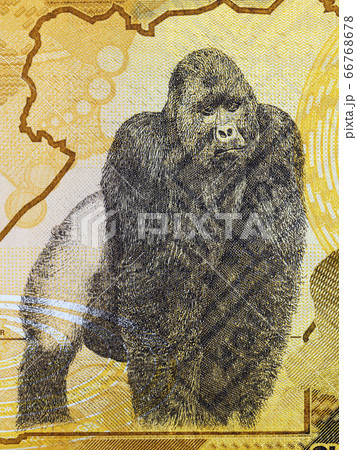 Gorilla a portrait from Ugandan money Gorilla a portrait from Ugandan money 66768678