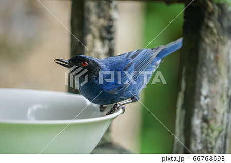 Masked flowerpiercer 66768693