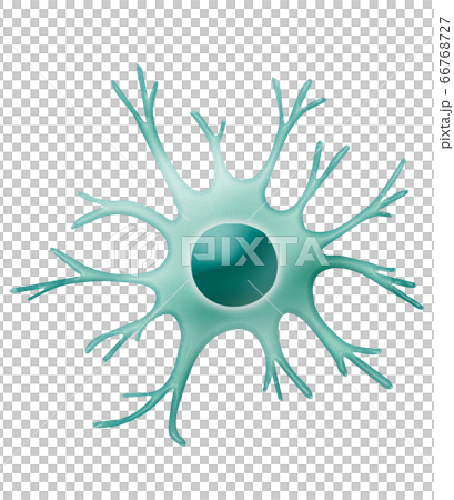 樹状細胞 66768727