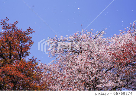空に舞う桜吹雪 空に舞う桜吹雪 66769274