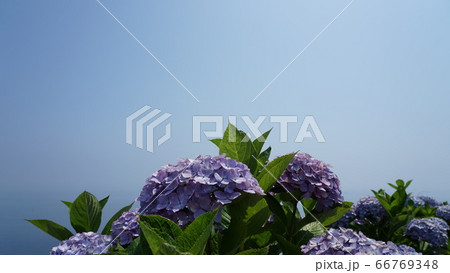 大分県 佐賀関の海星館に咲いていた紫陽花 背景を青空にしてみましたの写真素材
