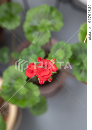 ゼラニウム 66769380