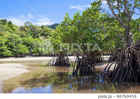 吹通川ヒルギ群落11 66769459