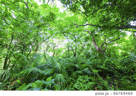 石垣島02 66769489