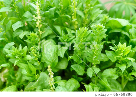 Spinach growing in garden. Fresh natural leaves of spinach growing Bio spanach. 66769890