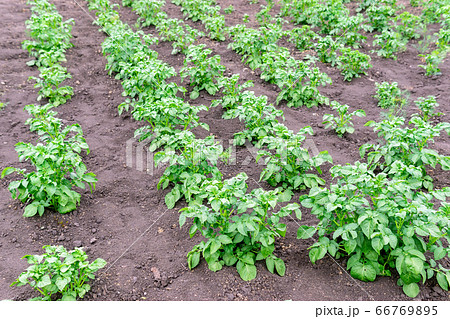 potato plant growing on the soil.Potato bush in the garden.Healthy young potato plant in organic farm potato plant growing on the soil.Potato bush in the garden.Healthy young potato plant in organic farm 66769895